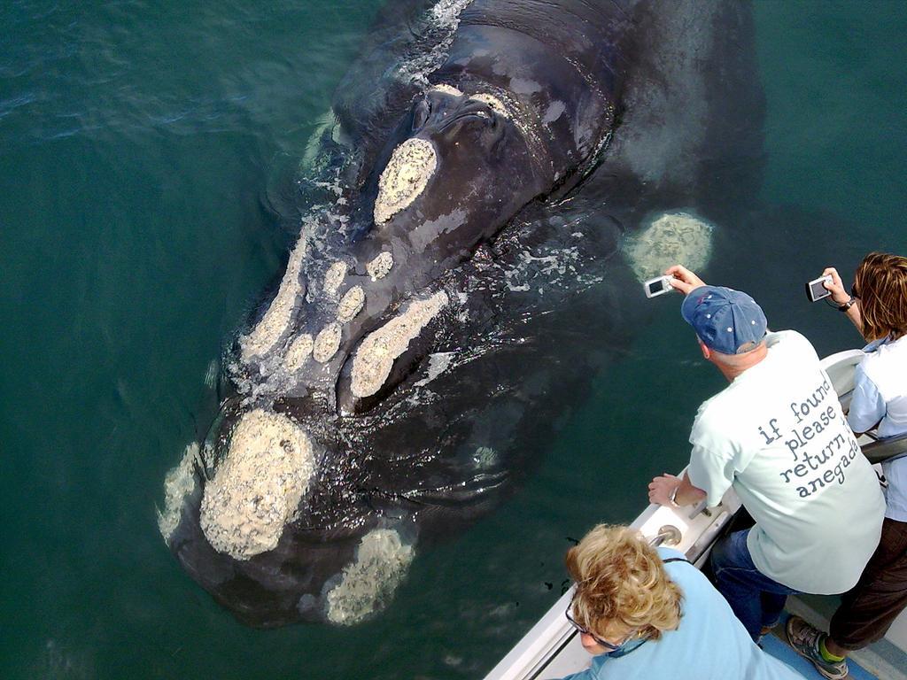 Whaletale Appartement De Kelders Buitenkant foto
